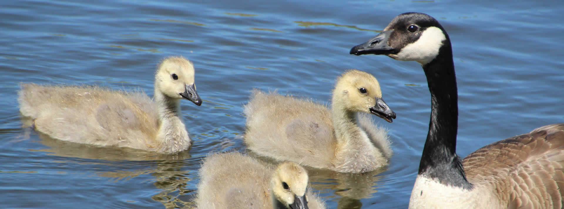Foster Care in Edmonton